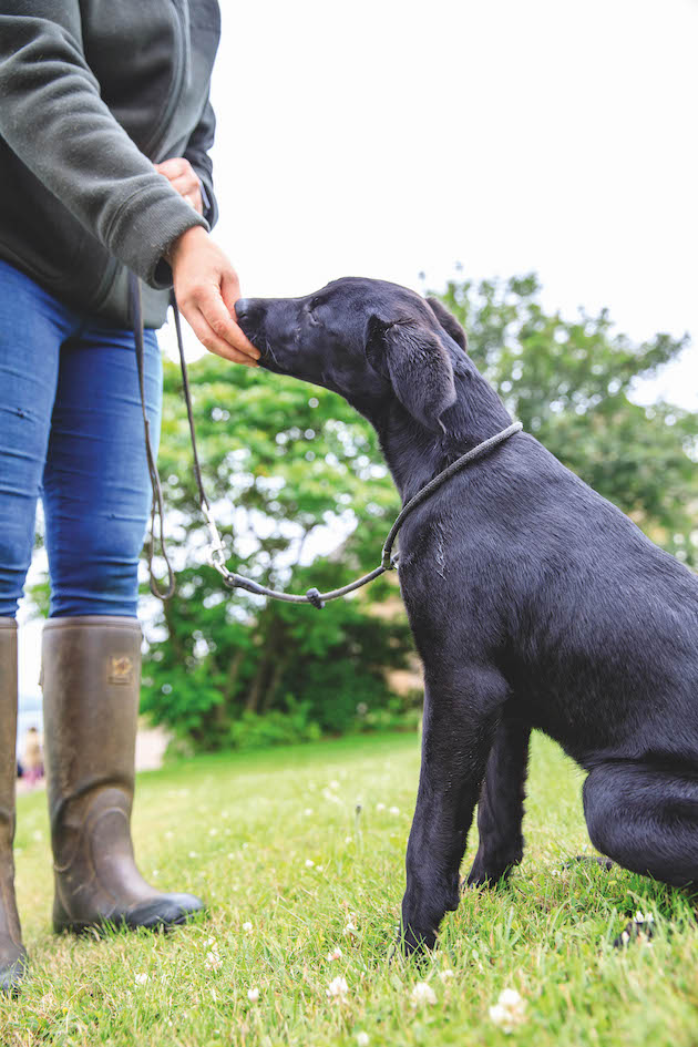 Introducing puppy to lead