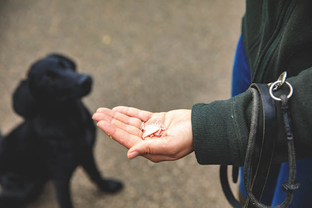 rules for working dogs with treats