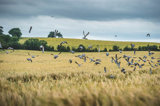pigeons on stubble