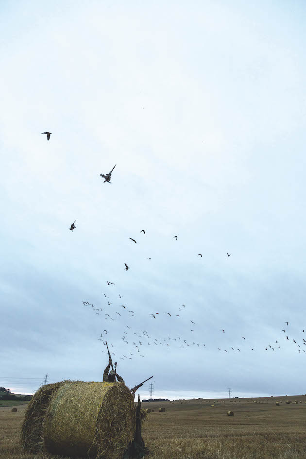 geese flighting