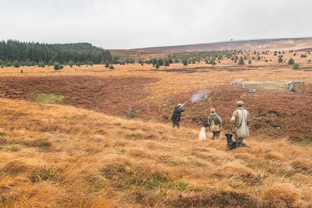 Gundog training