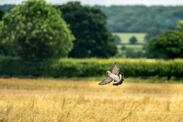 Woodpigeon