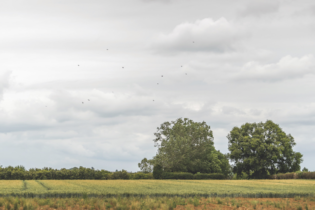 Woodpigeons over field