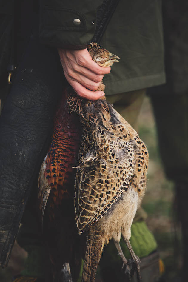 Brace of pheasants