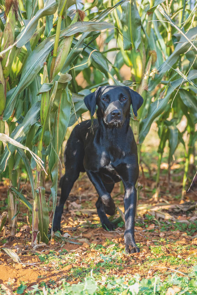 labrador in maize