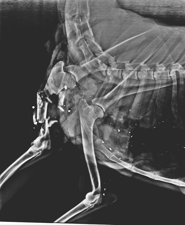 toxic ammunition showing in x ray