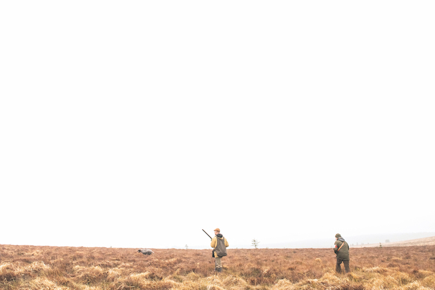 Korthals griffon in field