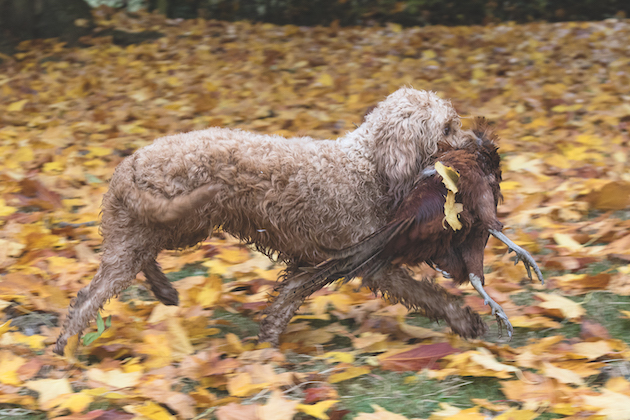 working cockerpoo is one of the crossbreed gundogs