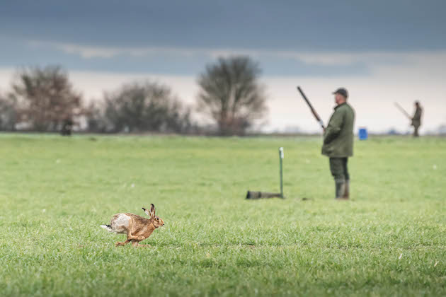 Hare