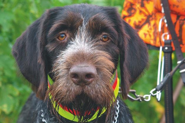 German wirehaired pointer