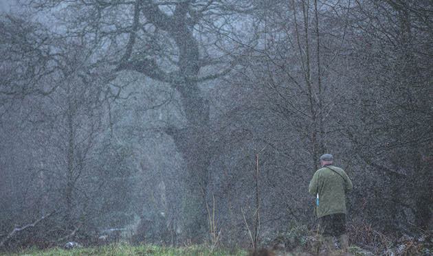 pheasant shooting