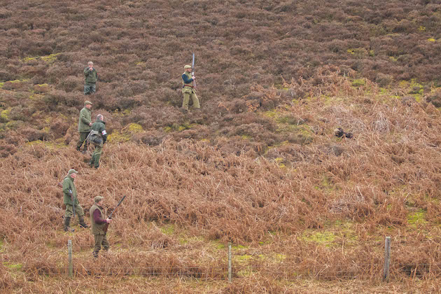cocker spaniel working