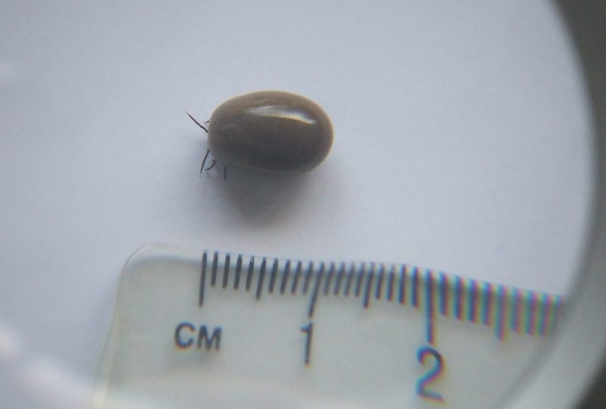 Tick prevention in dogs - how to stop them and keep them away - Vimarsana News