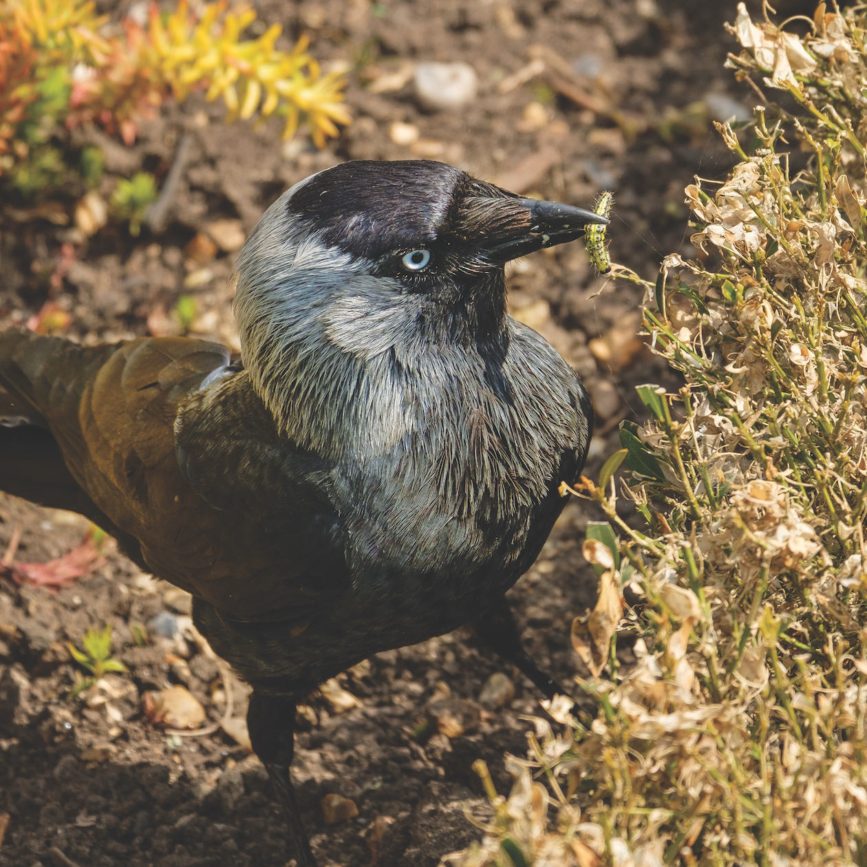 Jackdaw