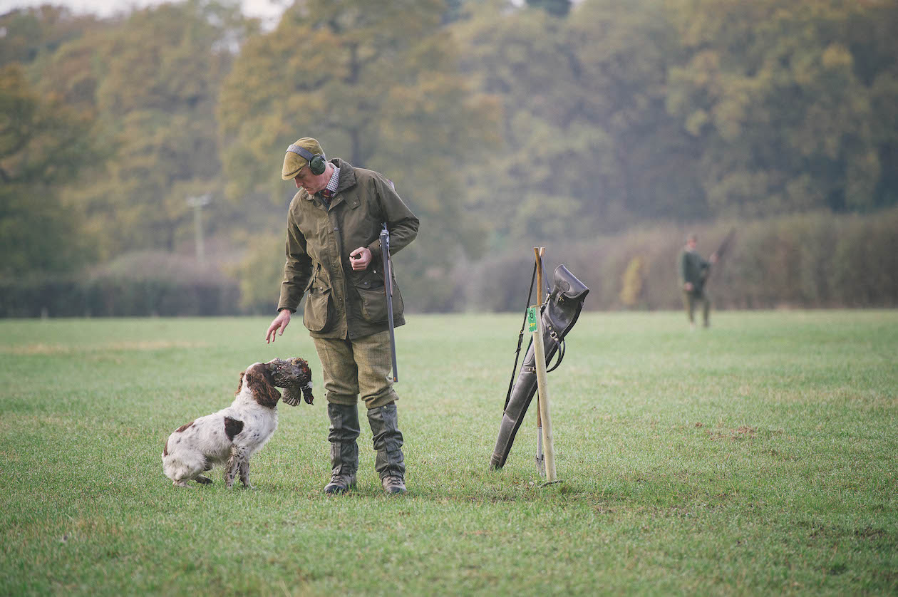 spaniel in field