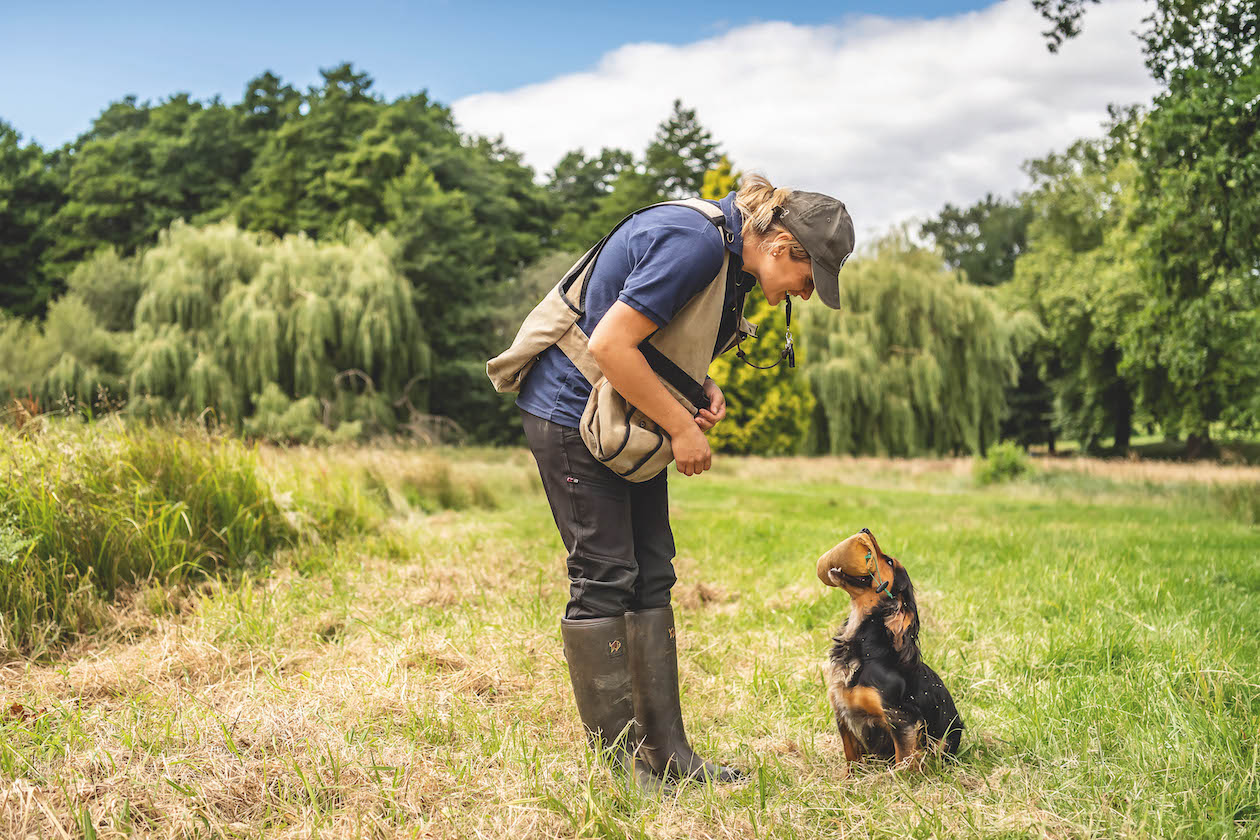 Training working cocker spaniel