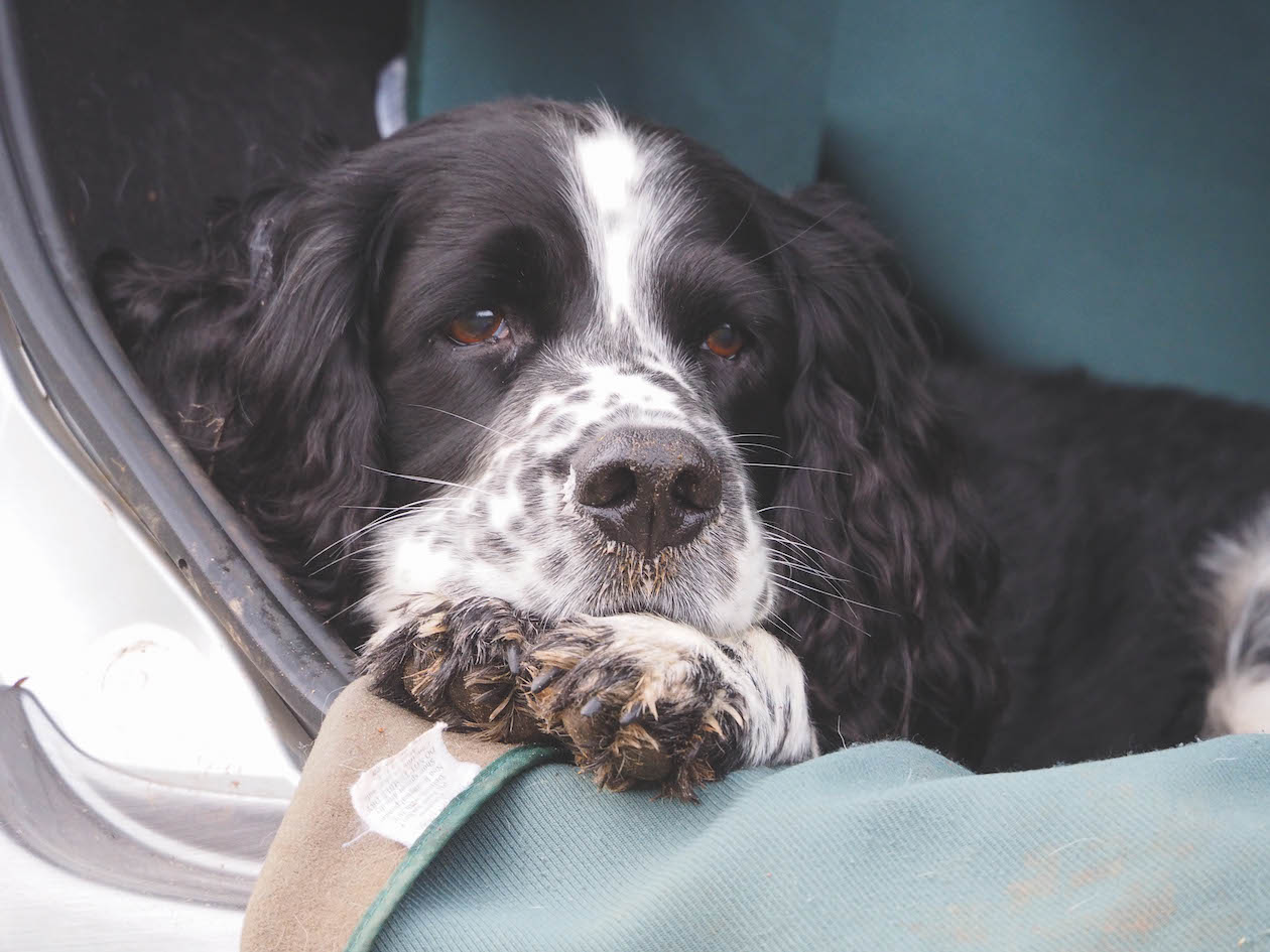 Do Dogs Mourn Each Other