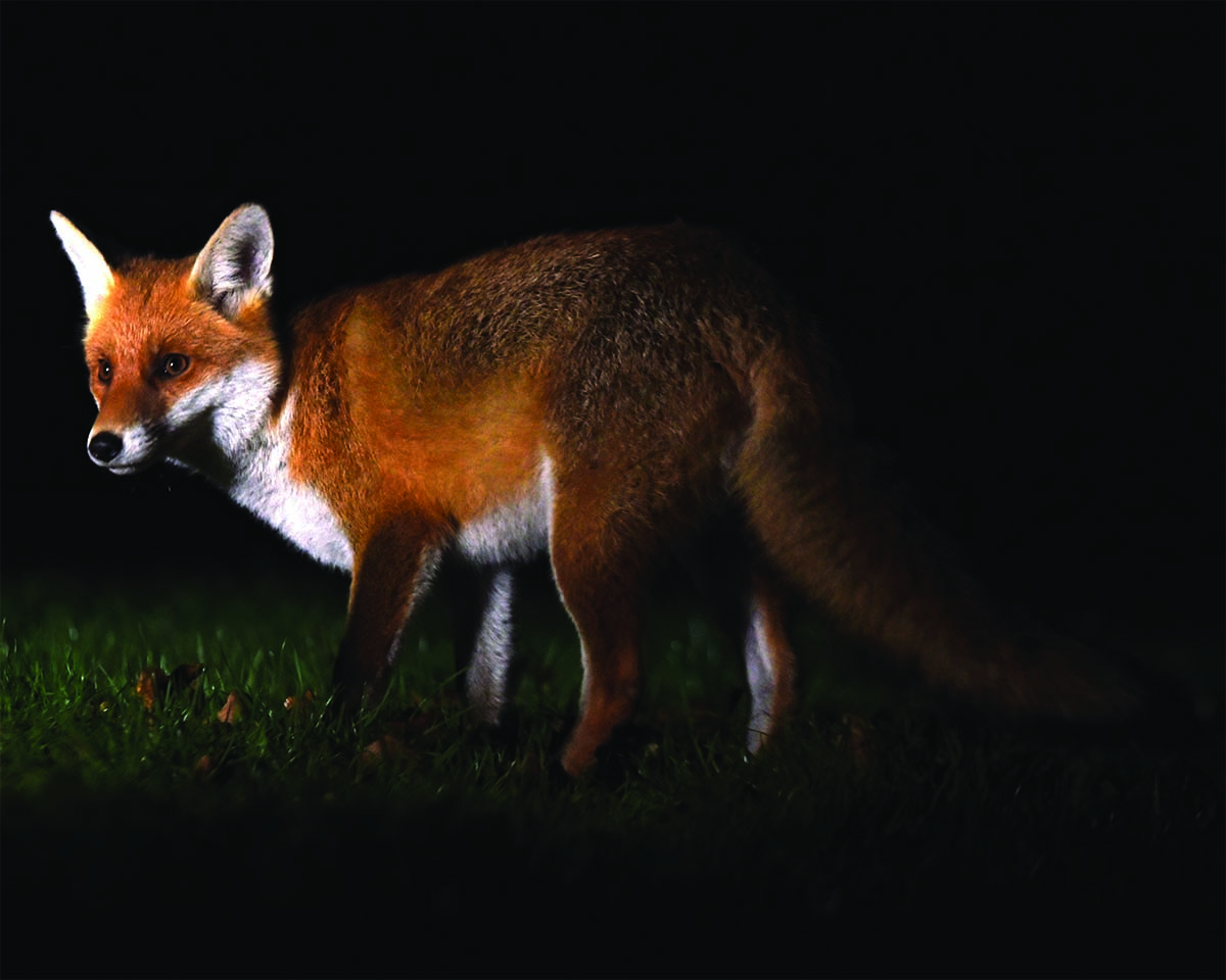 How to get the most out of fox calling Shooting UK