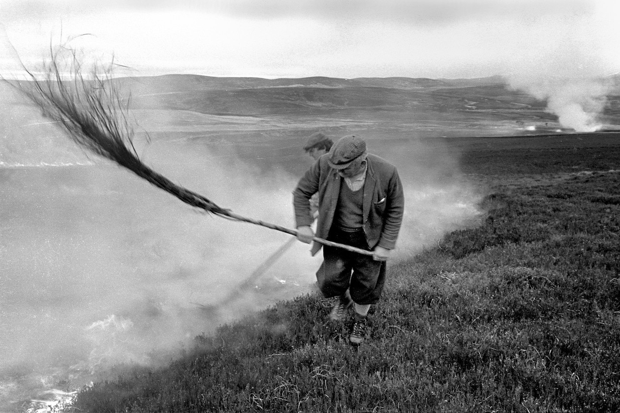 How grouse moor management has changed over the years - Vimarsana News