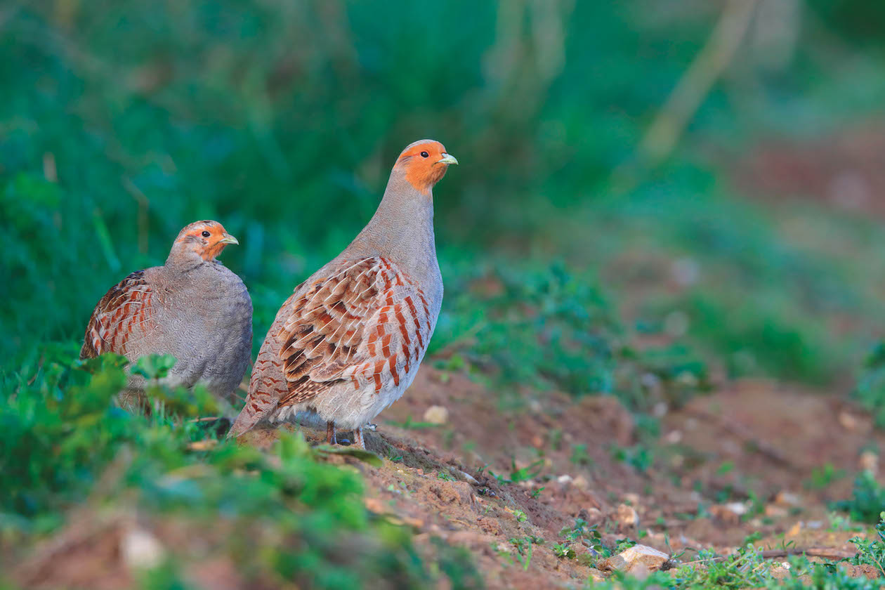 Grey partridge nesting - what makes the perfect habitat? - Vimarsana News
