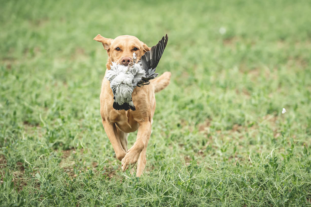 Gundog training at home - do you have the time for it? - Vimarsana News
