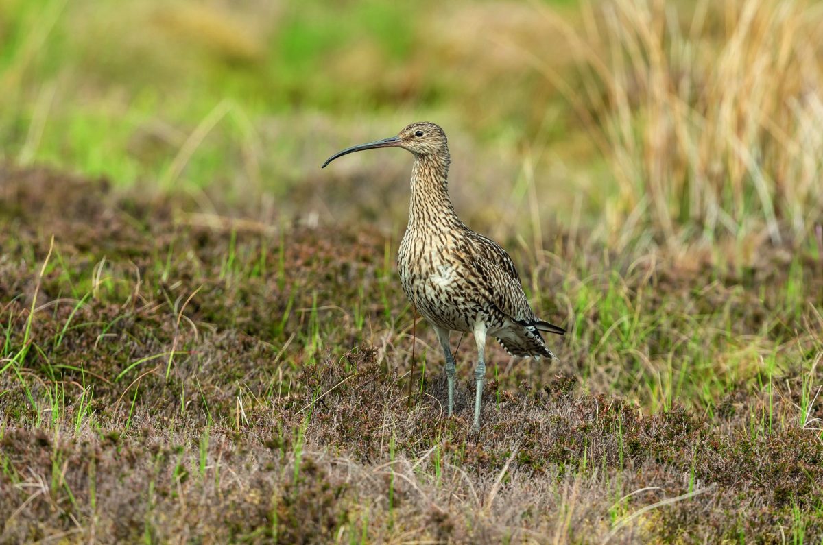New data shows catastrophic wader collapses - Vimarsana News