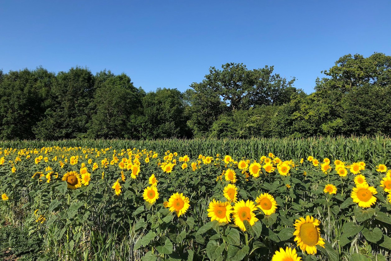Plant sunflowers and show your support for Ukraine