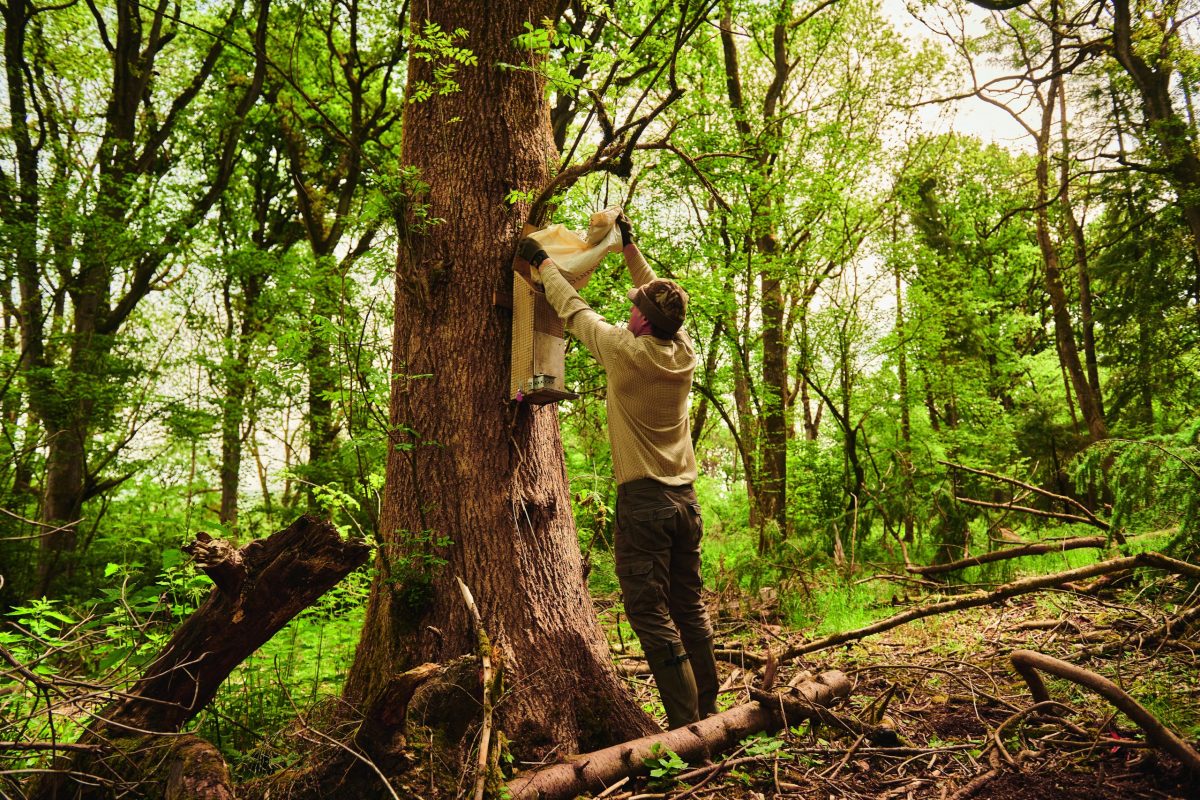 control grey squirrels