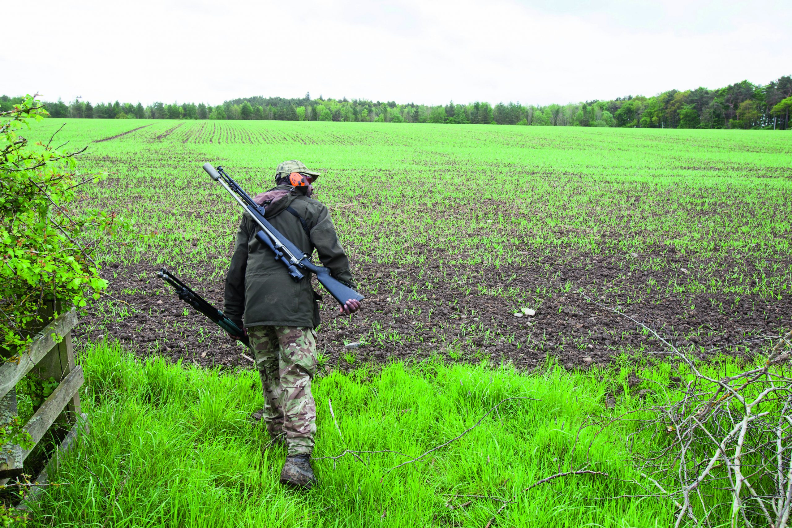 summer roebuck stalking