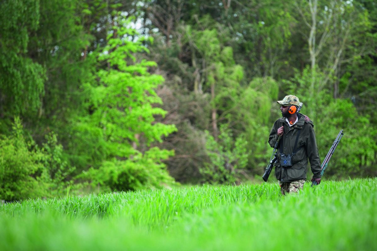 summer roebuck stalking