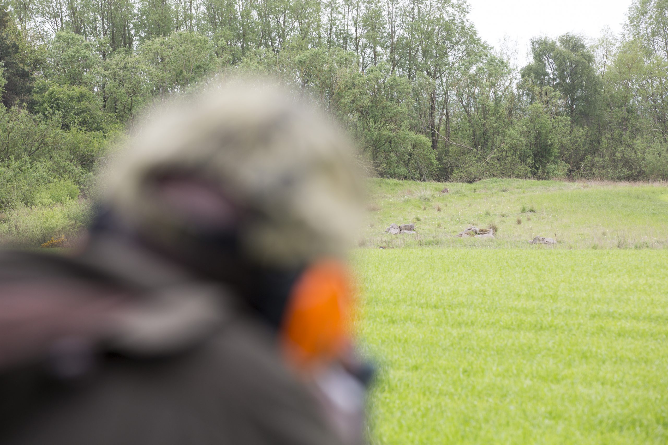 summer roebuck stalking