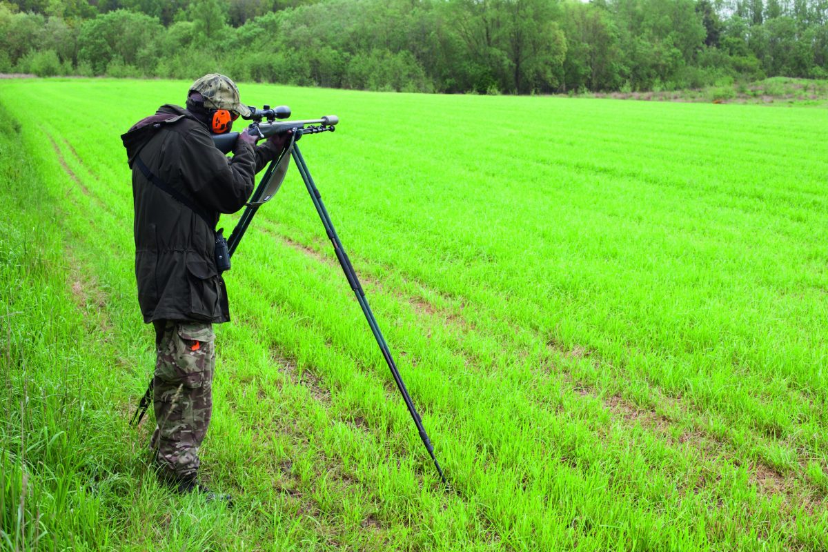 summer roebuck stalking
