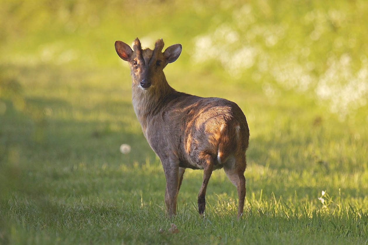 Deer ammunition: does your chosen calibre fit the bill? - Vimarsana News