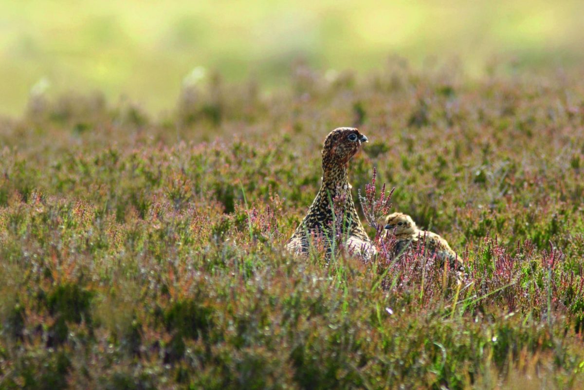 Predator control means wild birds are thriving - Vimarsana News
