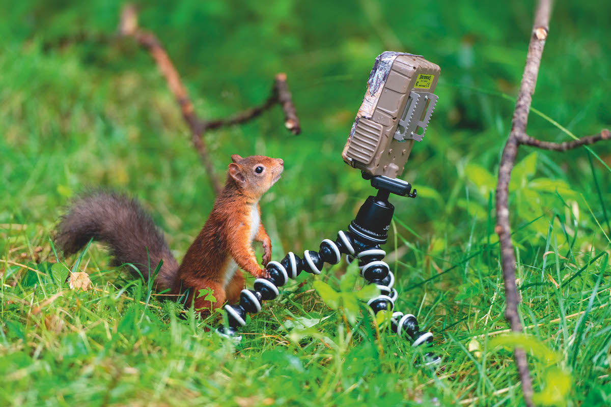 Best small trail camera for scientists and gamekeepers alike - Vimarsana News