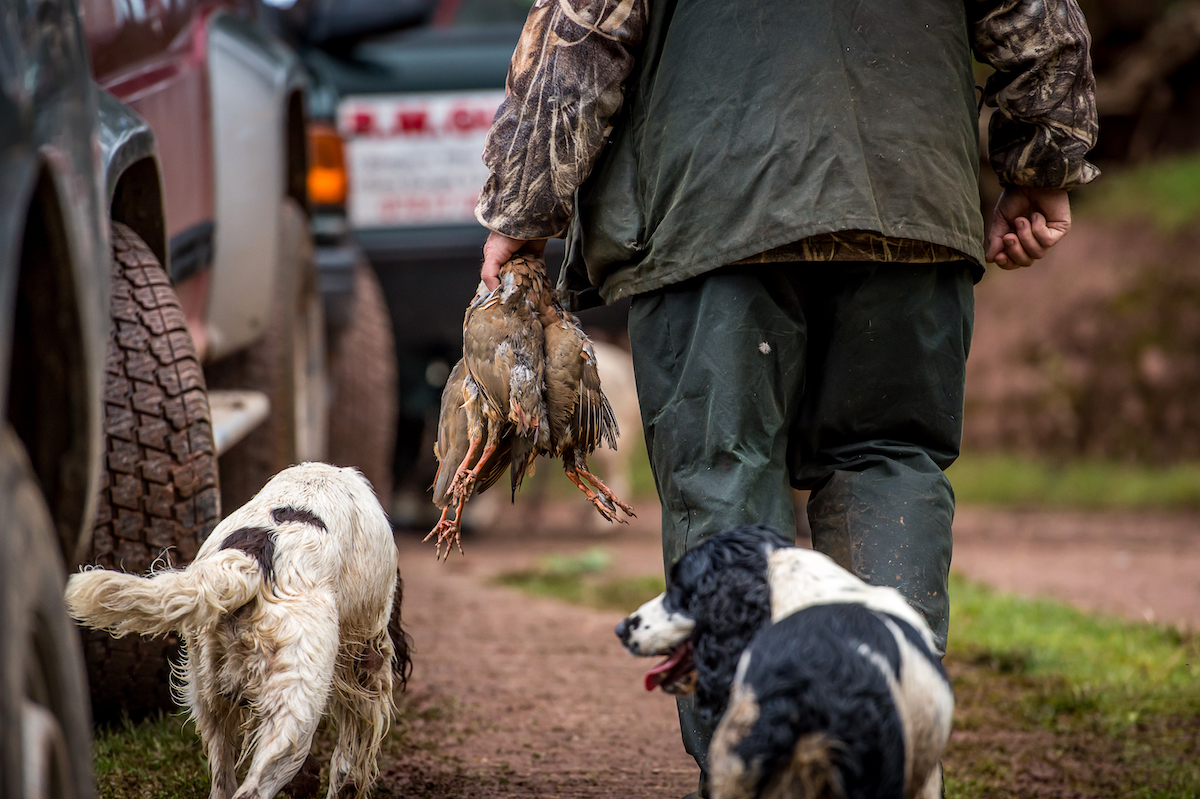Partridge shooting advice and tips from the experts