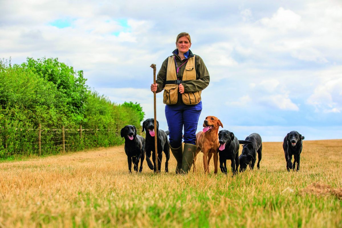 Lastminute gundog training ahead of the new season Shooting UK