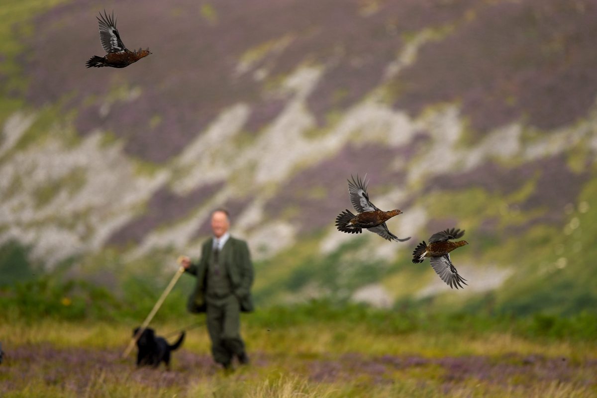 Grouse numbers looking good ahead of the Glorious Twelfth - Vimarsana News