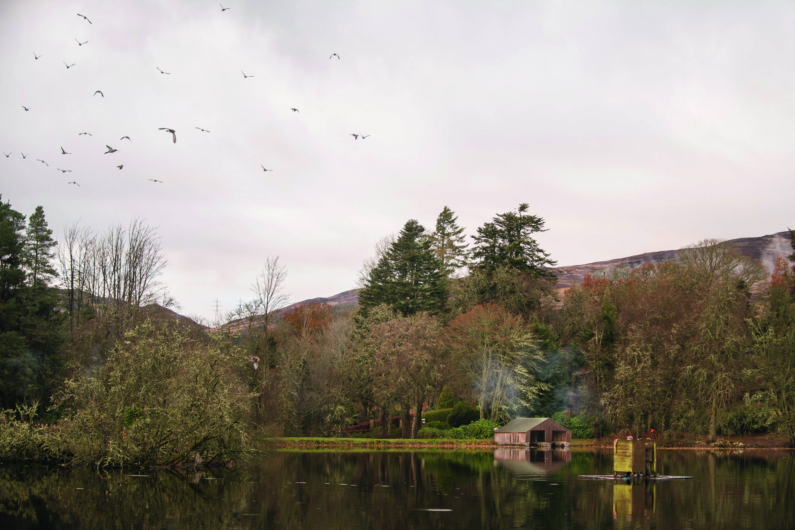 Are people shooting too many ducks? Shooting UK