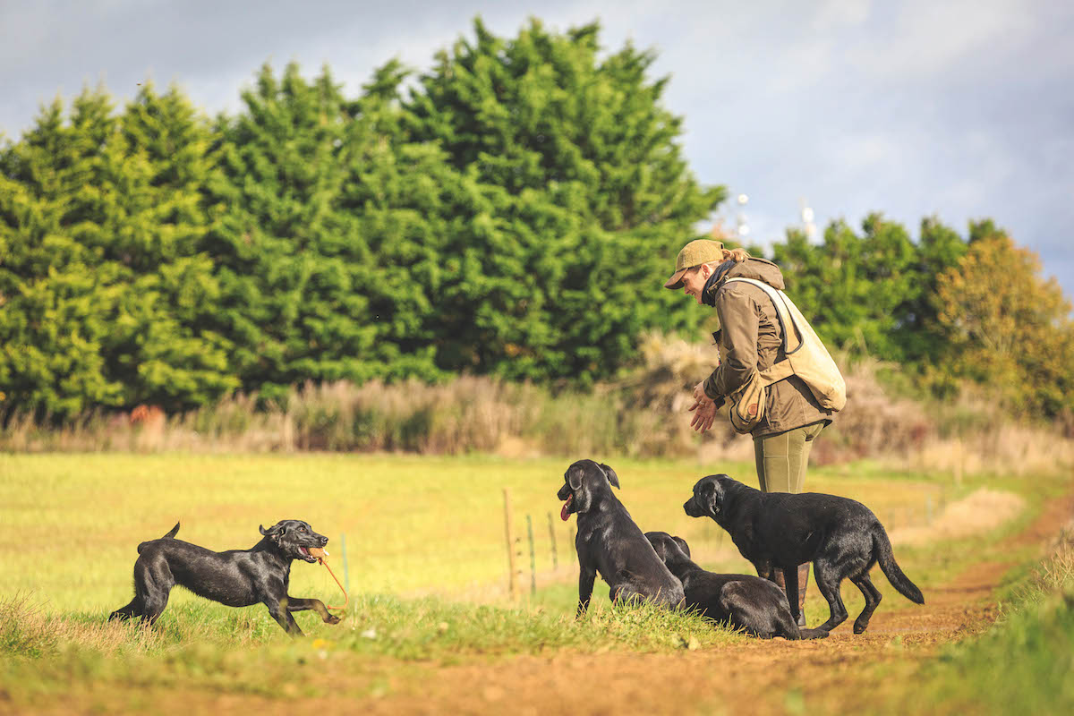 A useful guide to gundog vocabulary and gundog commands