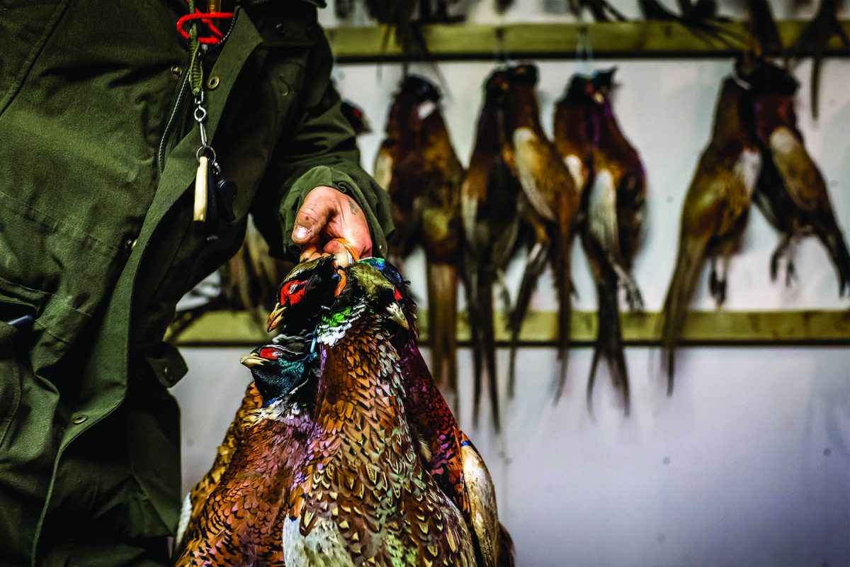 Lead shot ban what are customers saying about it? Shooting UK