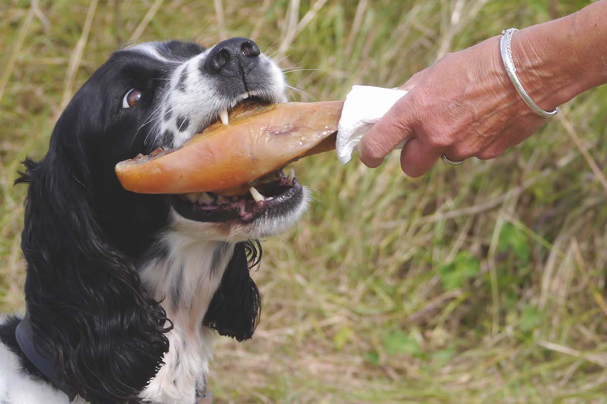 Dog snacks - what makes a treat and what you should avoid - Vimarsana News