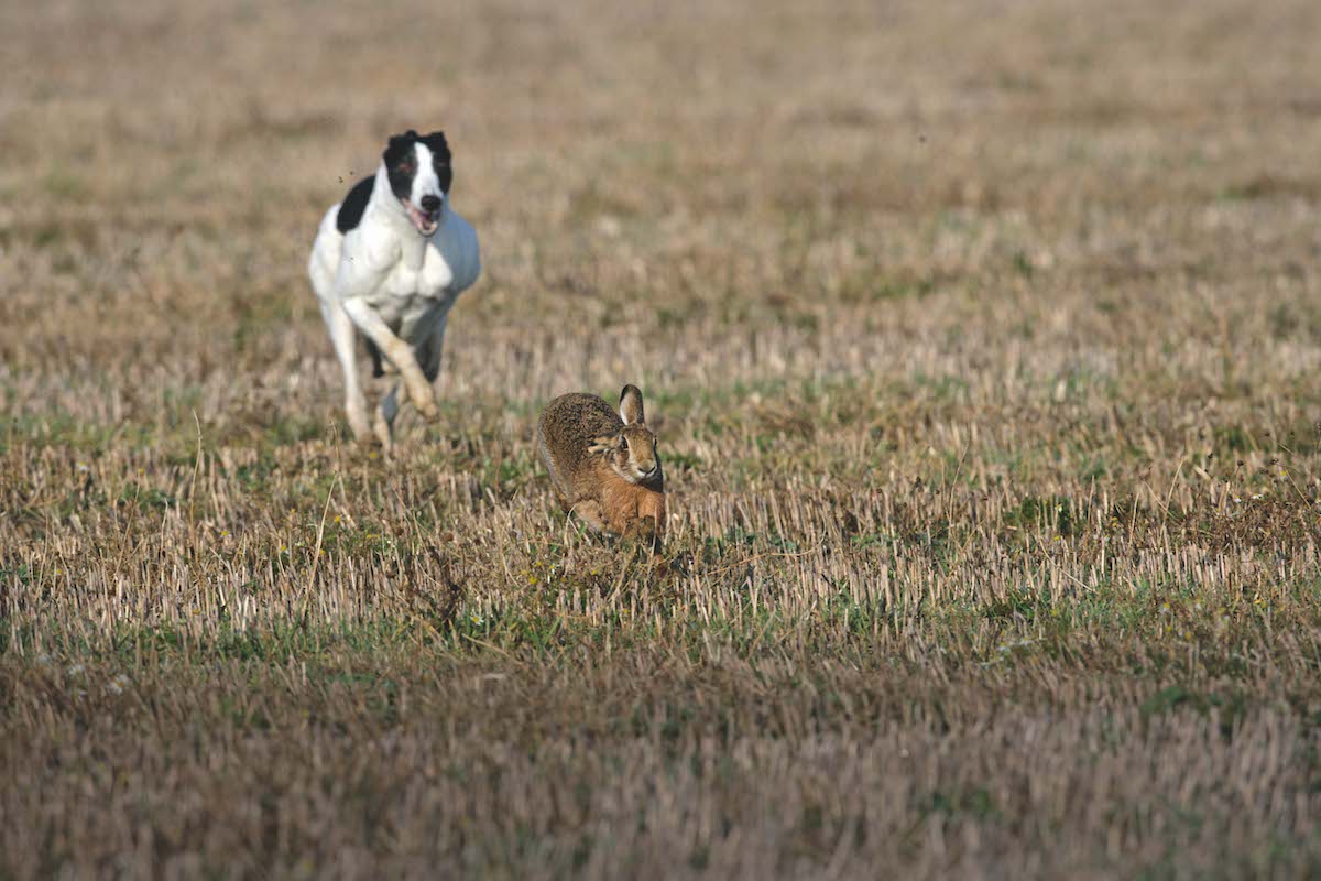 Hare coursing and the changing face of rural crime - Vimarsana News