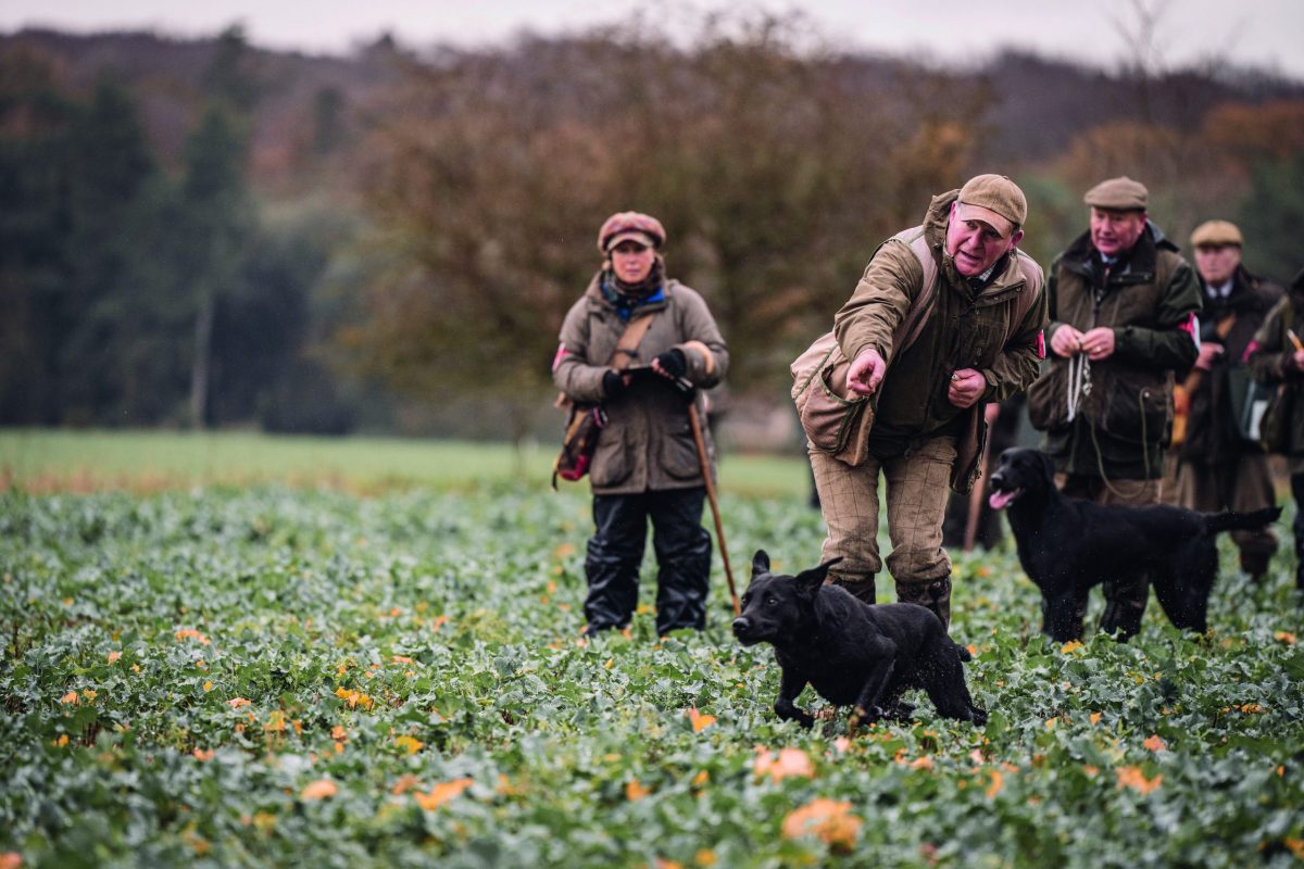 Gundogs the history of gundogs and how the different breeds developed