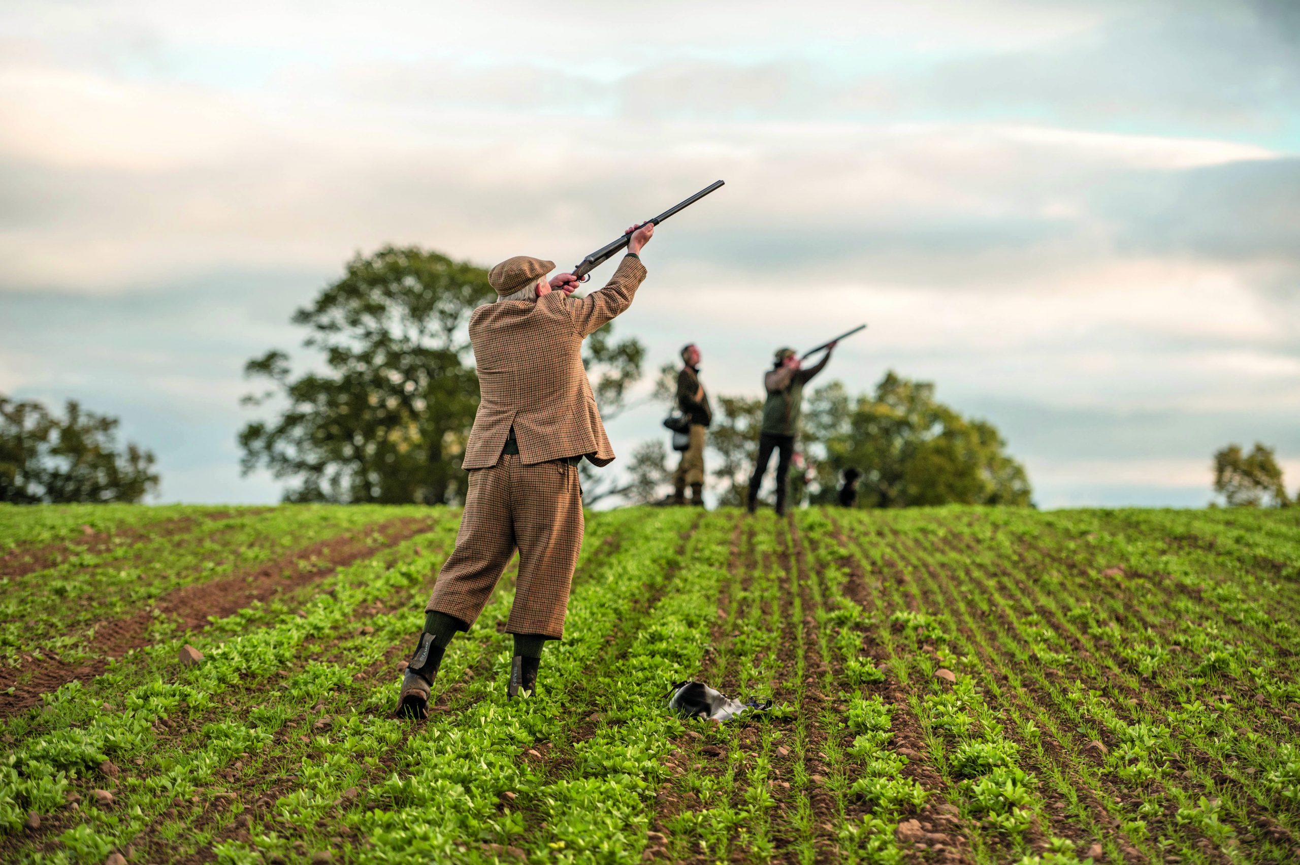 Is the future looking up for England's grey partridges? - Vimarsana News