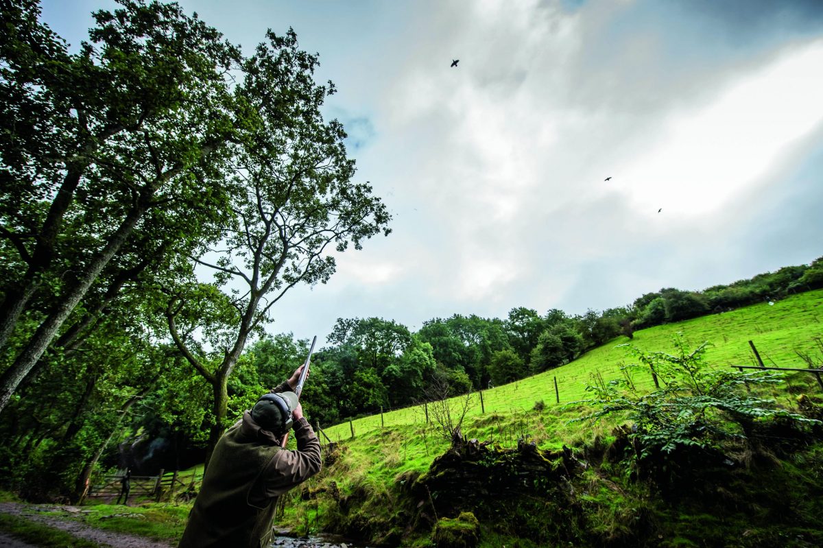 Many of the UK's favourite game species aren't native - Vimarsana News