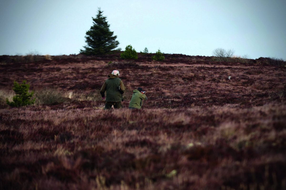 Shooting snipe over setters - a chance for a young spaniel to practice retrieves - Vimarsana News