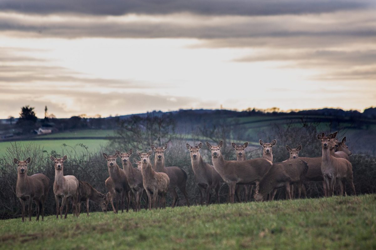 Muntjac and the ongoing mission to control its spread - Vimarsana News