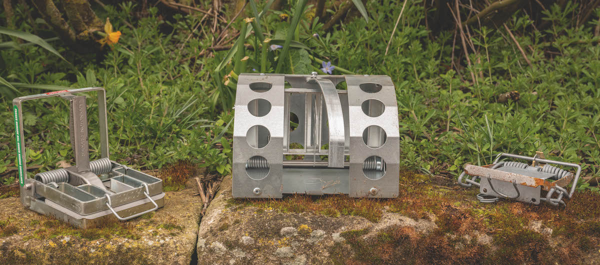 Trap a stoat how to stop these predators on your ground