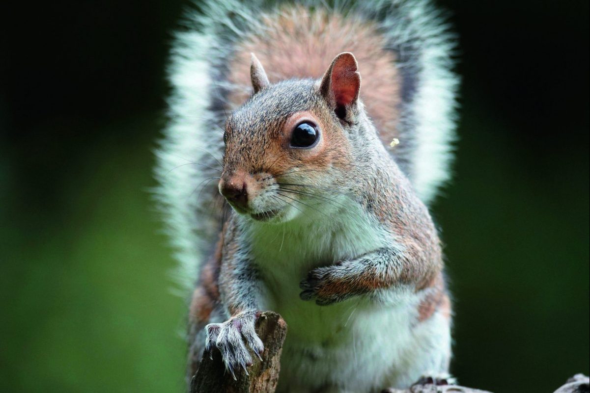 Gamekeeper Mike Appleby discusses how he tackles squirrel control - Vimarsana News